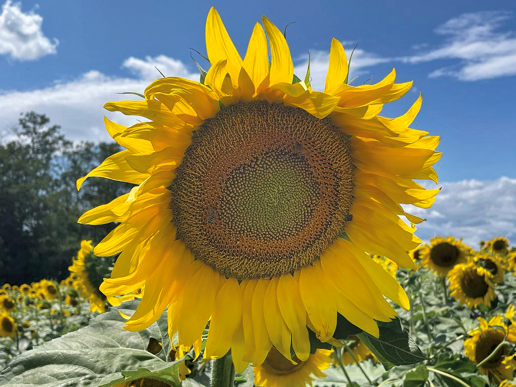 Huile De Tournesol Domaine De Martene