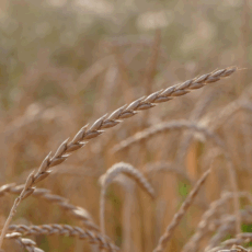 Épi de grand épeautre